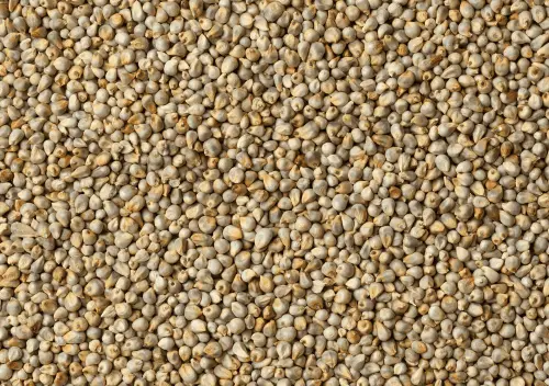 Pearl Millet